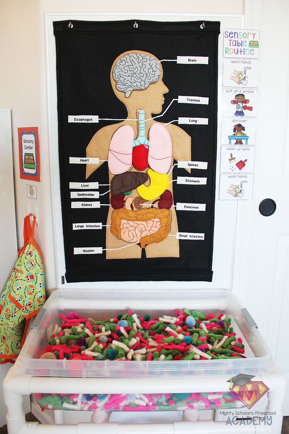 The Human Body: Organ Sensory Table - Mighty Scholars Preschool