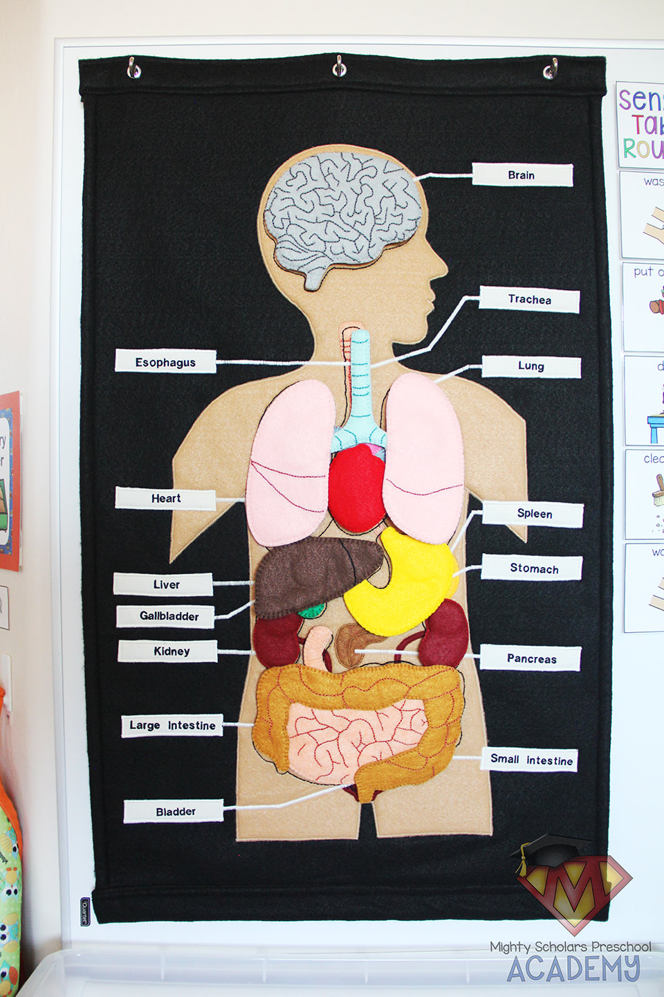The Human Body Organ Sensory Table Mighty Scholars Preschool